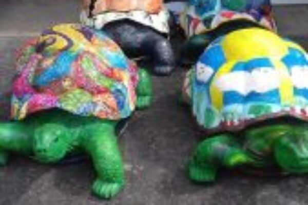 READY – SET – HARES & TORTOISES ARE GO!!!